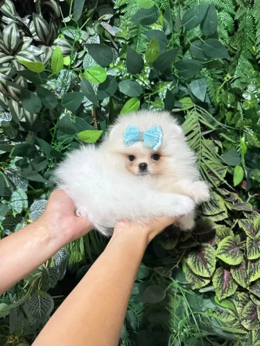 SPITZ ALEMÃO ANÃO(LULU DA POMERANIA!!