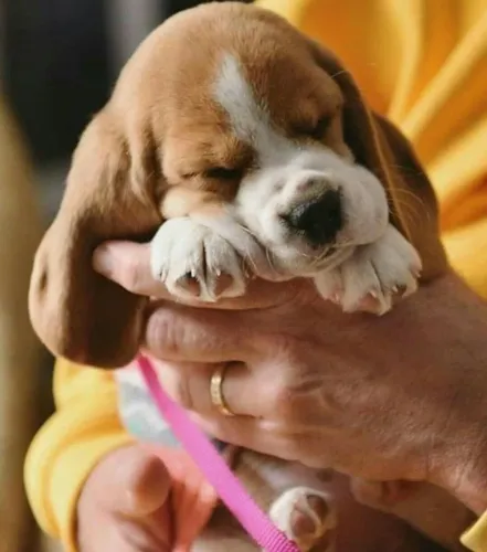 Beagle alegre e brincalhao 