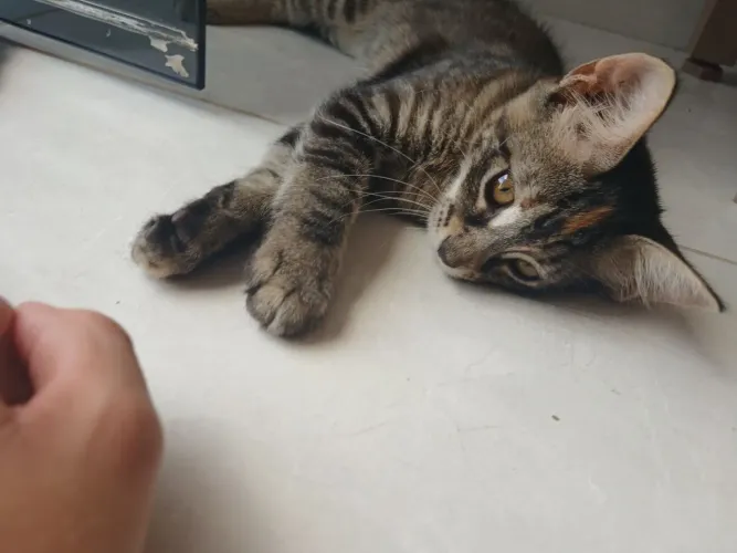 Gati nhos