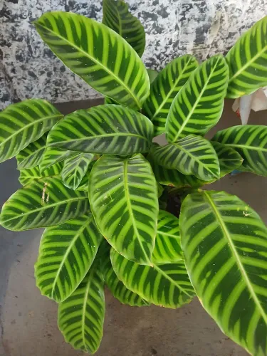Lindas plantas com valorez a partir de 30,00 reais