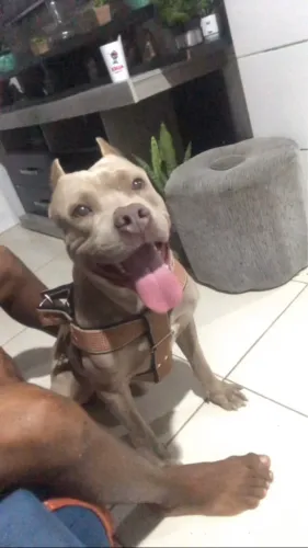 Pitmonster disponível 