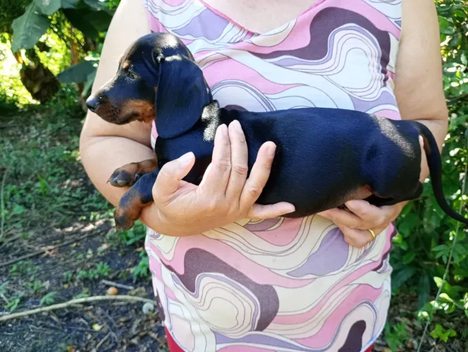 Filhote de dachshund