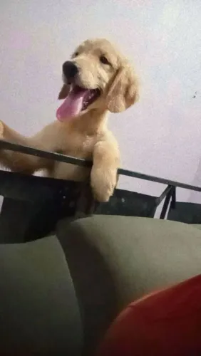 Golden Retriever