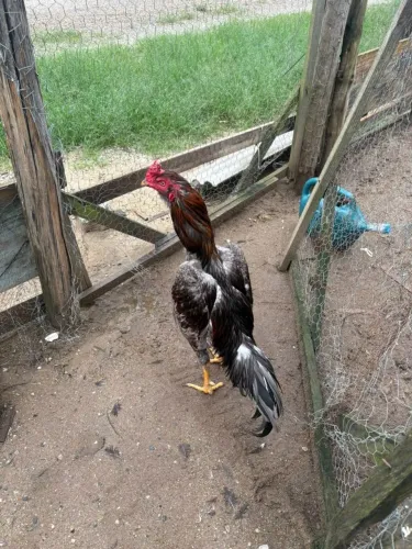 Disponível pra venda
