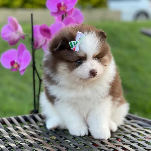 LULU da Pomerânia 