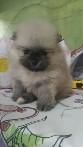 Spitz Alemão - Lulu