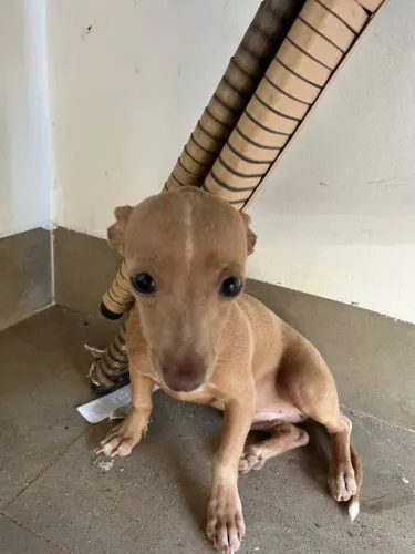 Filhote de pinscher