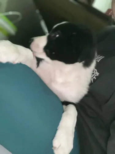 Border collie