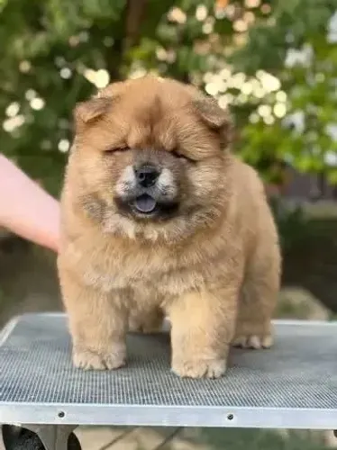 Chow chow elegancia