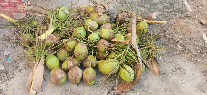 Coco seco e coco verde, tem umas 100 unidades, 1 real cada se levar tudo.