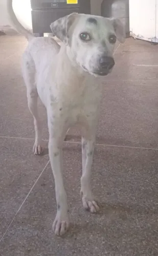 Adoção Pet
