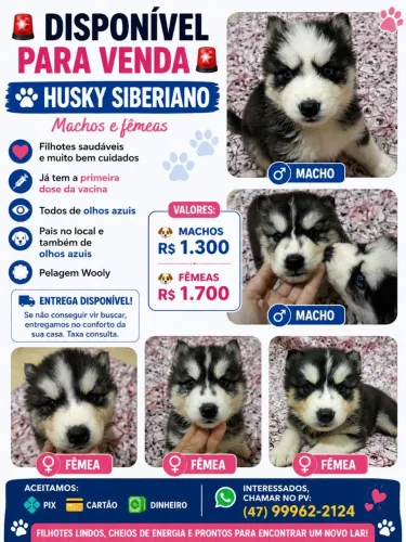 Vende-se filhote de husky siberiano 
