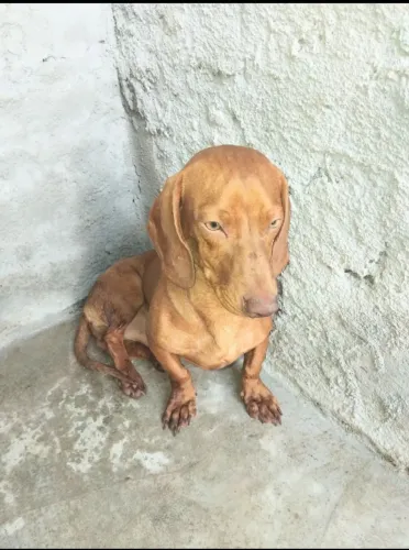 Basset Macho Olhos verdes