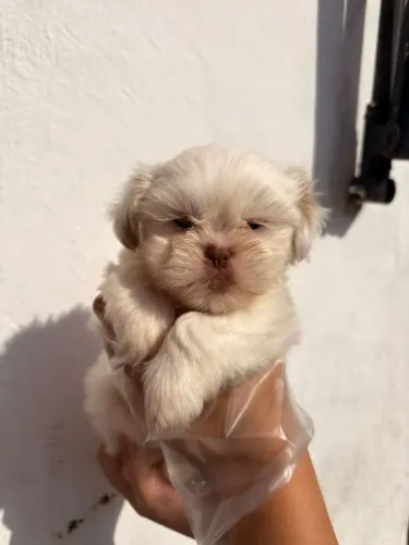 Shih tzu filhotes para presentear quem você ama