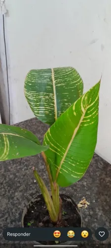 Vendo plantas