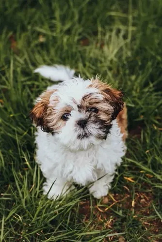Filhote de Shih Tzu Com Um Charme Que Conquista