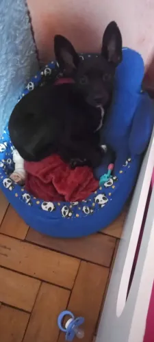 Vendo pet pincher de 5 meses faço entrega