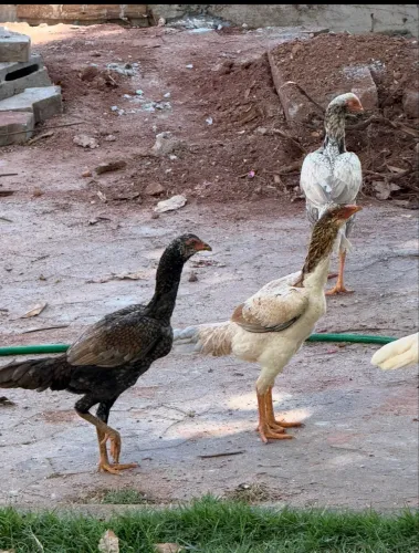 Galinhas Índia