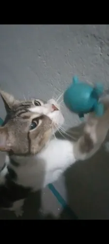 Gato adoção responsável 
