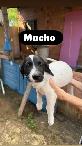 Adoção responsável 