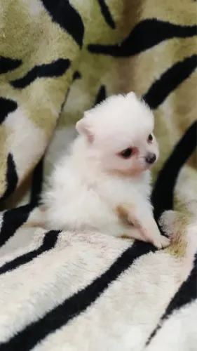 Spitz alemão filhote 