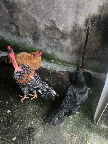 Galinhas caipiras