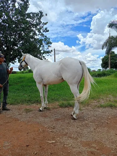 Cavalo quarto de milha