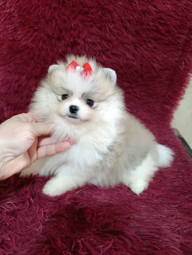 Lulu da Pomerânia 