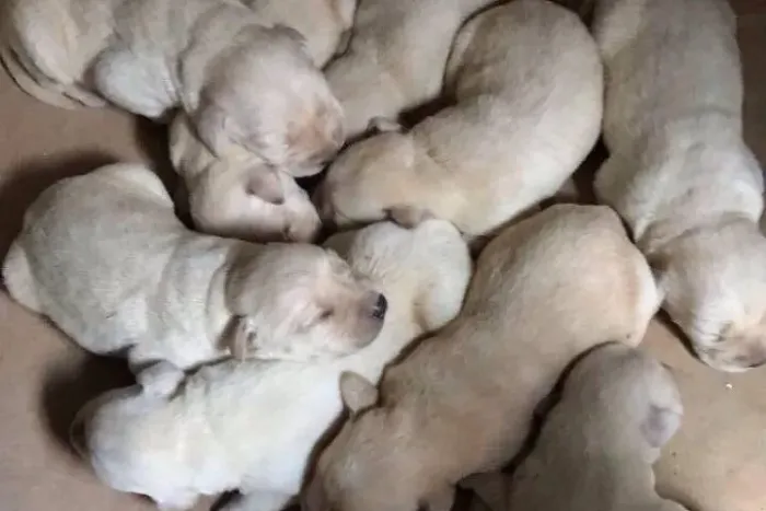 Filhote de labrador