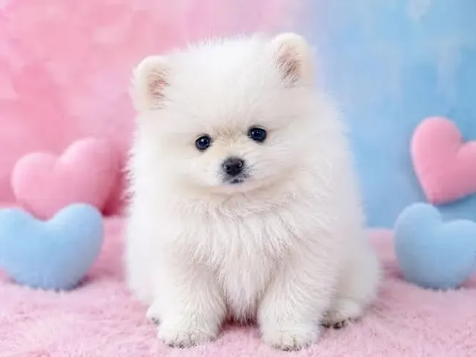 Spitz alemão fêmea filhote de Lulu da pomerania