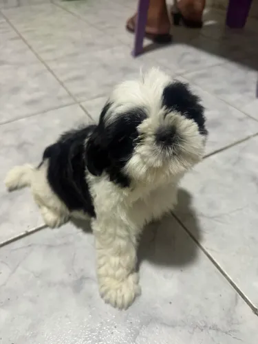 Cachorra Shih tzu 