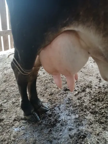 Vendo vaca segunda cria