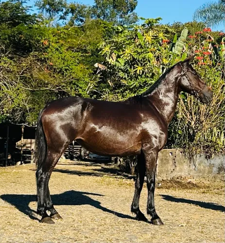Égua muito marchadeira a venda