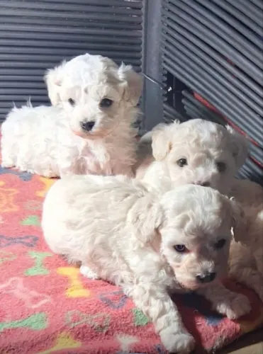 filhotes de poodle 