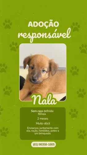 Adoção responsável Nala