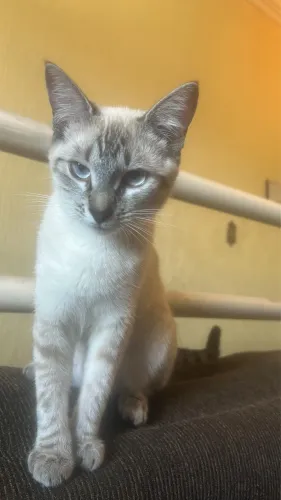 Gata perdida 