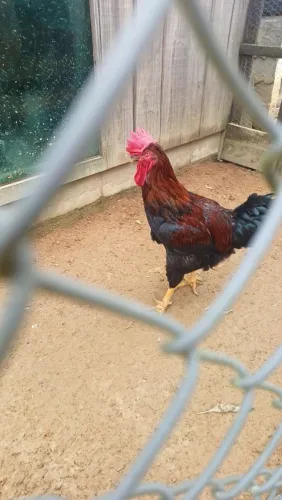 Frango GSB grandão