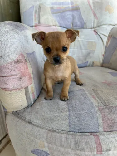 Pinscher zero aceito proposta