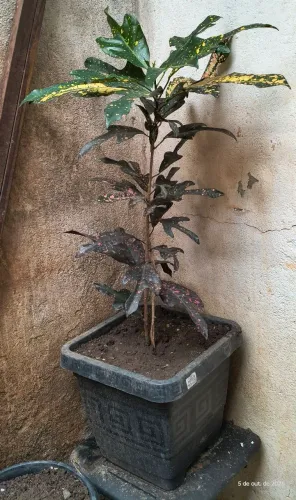 Vendo muda de croton já plantado no vaso