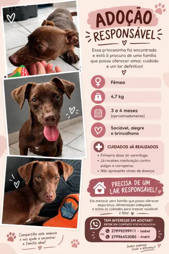 FILHOTE PARA ADOÇÃO
