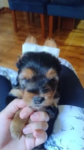 Pet