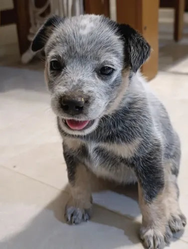 Boiadeiro Australiano BLUE Heeler/Red Heeler
