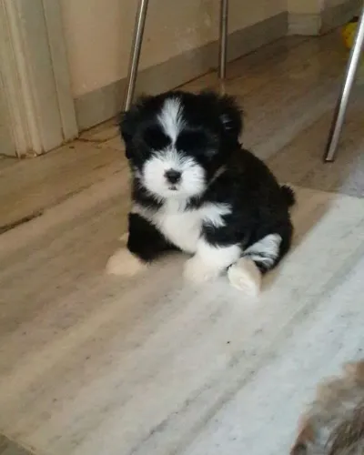 Lhasa Apso: fofura com alma tranquila ?