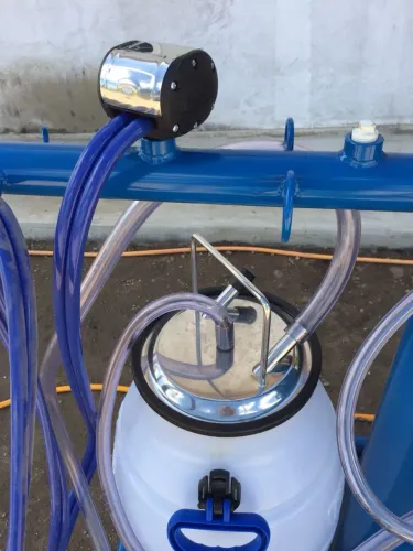 Ordenha balde ao pé