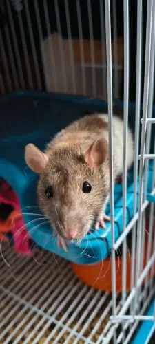 Rato Twister Fêmea 