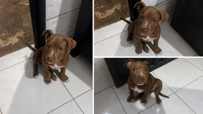 Cachorro pitbull valor 700$ aceito troca