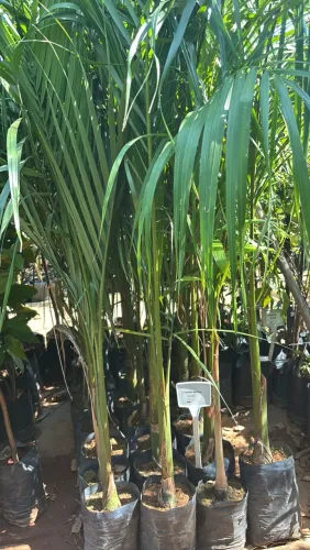 Palmeira imperial ( 1,60 m)