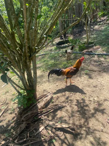 Galo índio