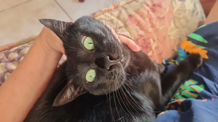 Doação de uma gatinha linda pretinha com os olhos verdes esmeralda.?