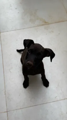 Cachorros machos disponíveis para adoção